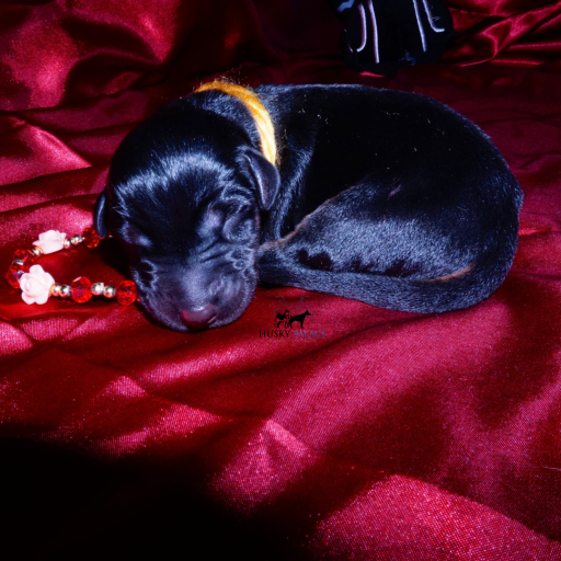 100% Euro AKC Kiyi 15